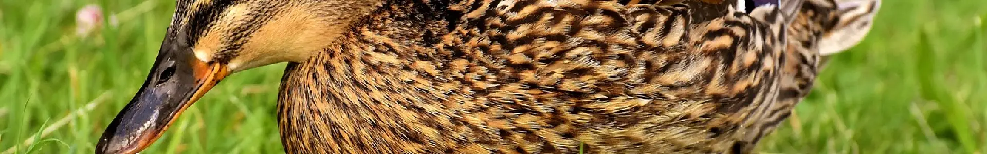 Découvrir canyoning dans le Gard