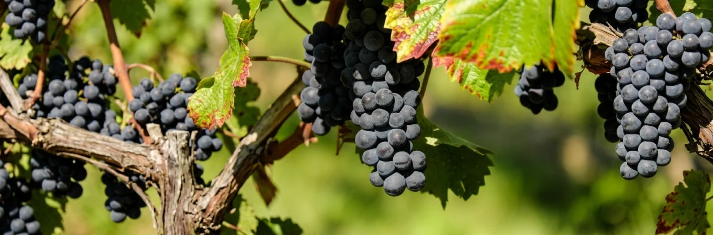 les raisins fruit vigne plantes