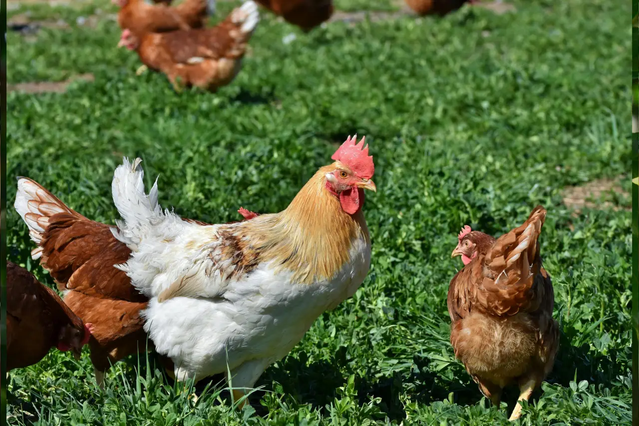 La Ferme du Gubernat La Ferme du Gubernat