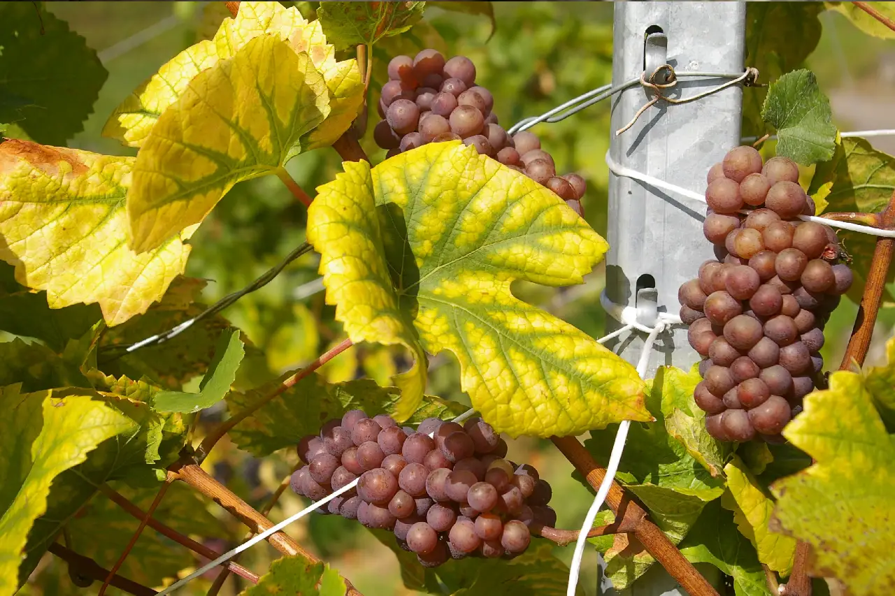Producteur de vin producteur produits Saint Michelet