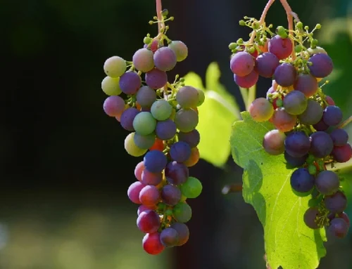 Producteurs locaux du Gard : à la découverte des saveurs de notre région