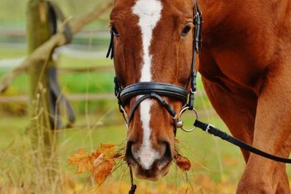 balade a cheval dans le gard