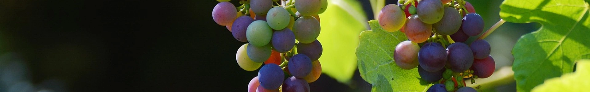 Découvrir canyoning dans le Gard