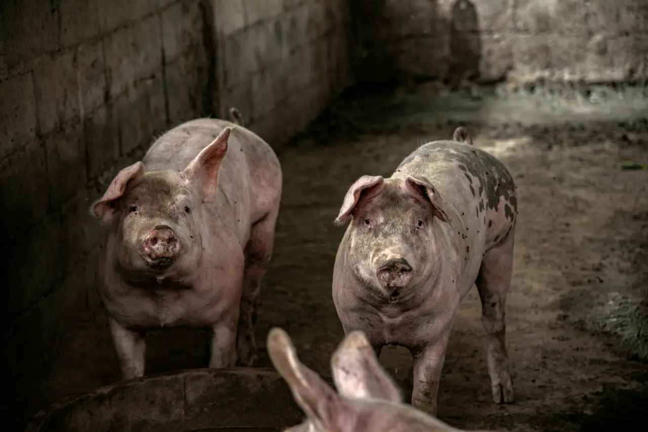un élevage de porc local apprécié des visiteurs un élevage de porc local apprécié des visiteurs
