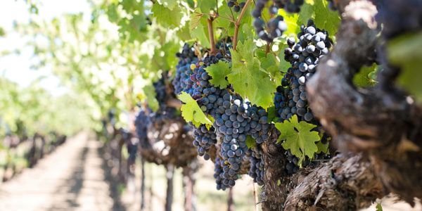 Vignobles