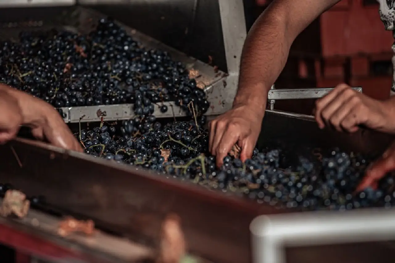 vins issus d’un savoir-faire transmis depuis des générations vins issus d’un savoir-faire transmis depuis des générations